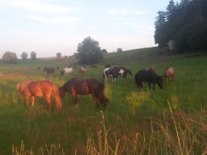 Island Pferde beim Weidegang in der Abendsonne
